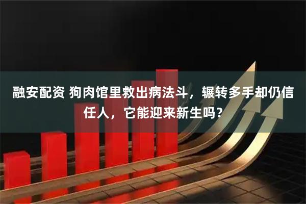 融安配资 狗肉馆里救出病法斗，辗转多手却仍信任人，它能迎来新生吗？
